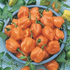 Comment faire pousser des piments habanero et utiliser correctement cet ingrédient en cuisine