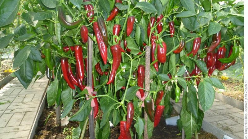 Piment de Kakadu hybride spectaculaire avec une apparence inhabituelle et un goût sucré agréable