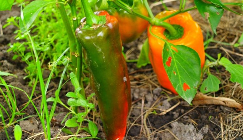 Piment de Kakadu hybride spectaculaire avec une apparence inhabituelle et un goût sucré agréable