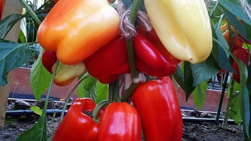 Un hybride de poivre Kalif (Khalif) à maturité précoce et à haut rendement provenant d'éleveurs japonais