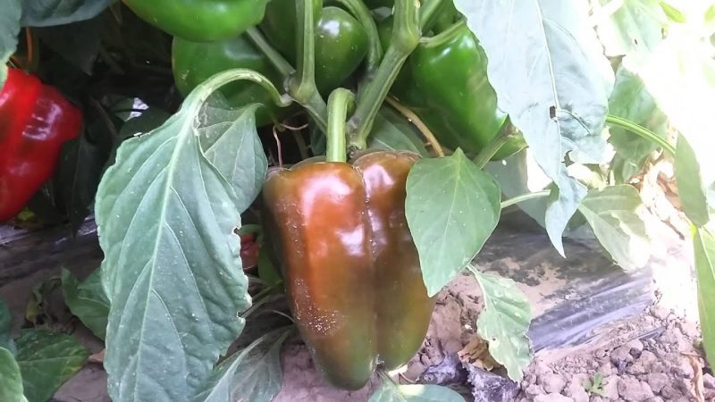 Poivre hybride Claudio d'éleveurs hollandais et caractéristiques de ses soins