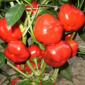 Examen de la variété de poivre Novogogoshary: critiques des agriculteurs, avantages et inconvénients, nuances de culture