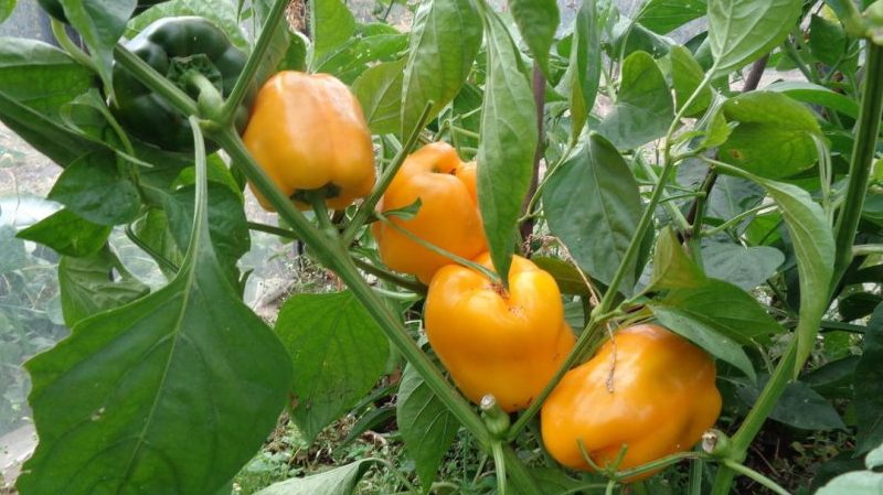 Un hybride qui ne vous laissera pas indifférent - le poivre Orange Miracle et les caractéristiques de sa culture