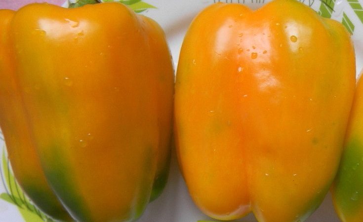 Comment faire pousser correctement un piment bonus sibérien fructueux avec des fruits brillants et incroyablement savoureux