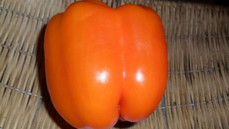 Comment faire pousser correctement un piment bonus sibérien fructueux avec des fruits brillants et incroyablement savoureux