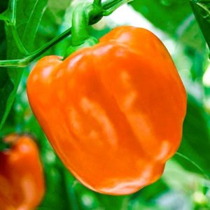 Comment faire pousser correctement un piment bonus sibérien fructueux avec des fruits brillants et incroyablement savoureux