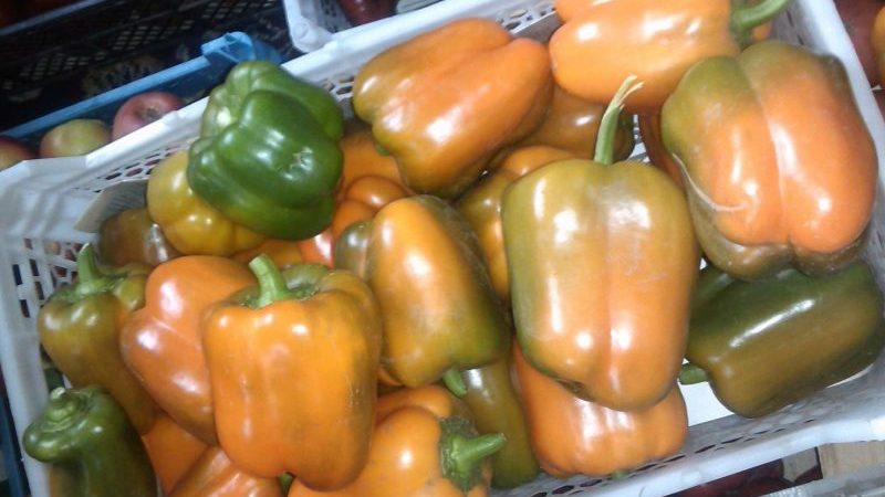 Comment cultiver correctement des piments bonus sibériens fructueux avec des fruits brillants et incroyablement savoureux