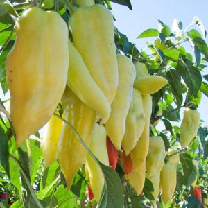 Comment faire pousser des poivrons doux Snowfall sur votre site: instructions étape par étape et avis d'experts