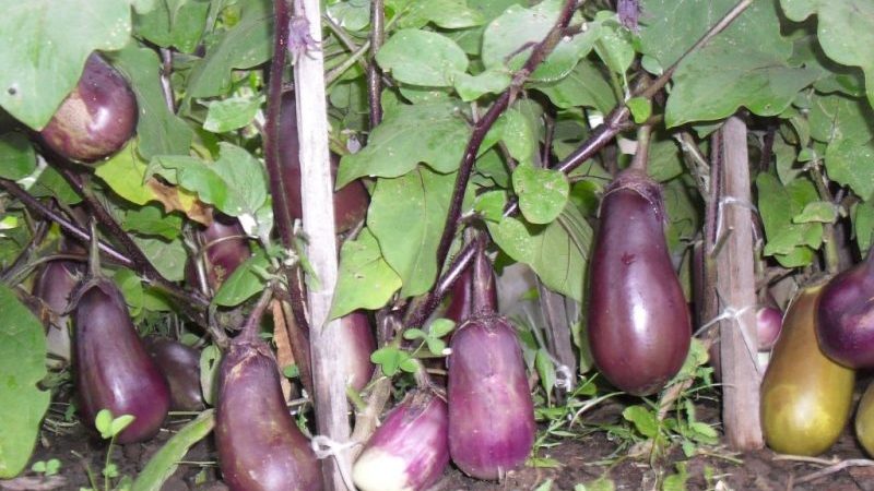Pourquoi les aubergines ne deviennent pas bleues, mais vertes et comment cela peut être évité