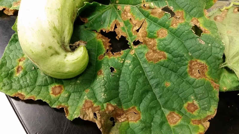 Pourquoi des taches de rouille apparaissent sur les feuilles de concombre et comment les traiter