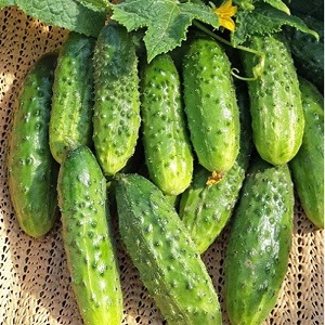 Cadeau des éleveurs allemands - concombres Libella (Libella)