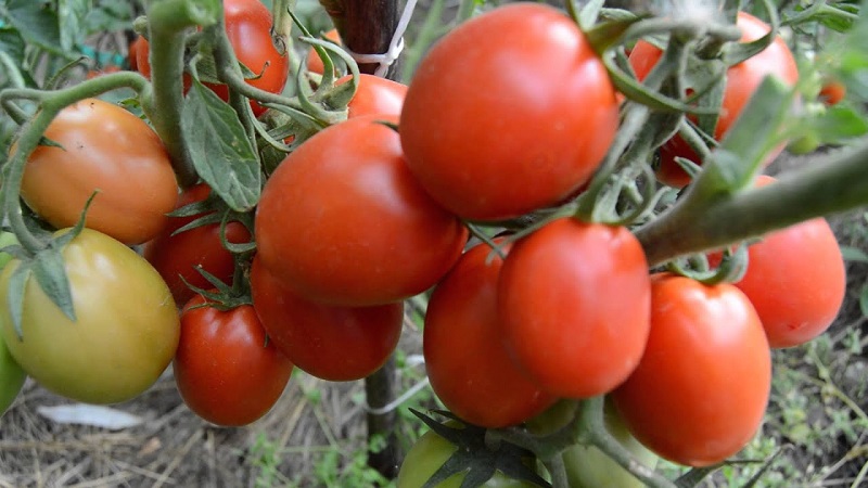 Un cadeau des éleveurs sibériens - un paysan de la tomate: une description de la variété et les règles de sa culture