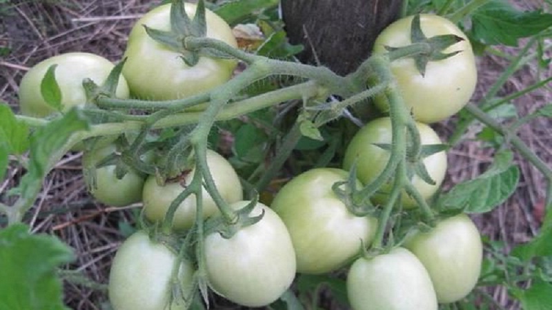 Un cadeau des éleveurs sibériens - un paysan de la tomate: une description de la variété et les règles de sa culture