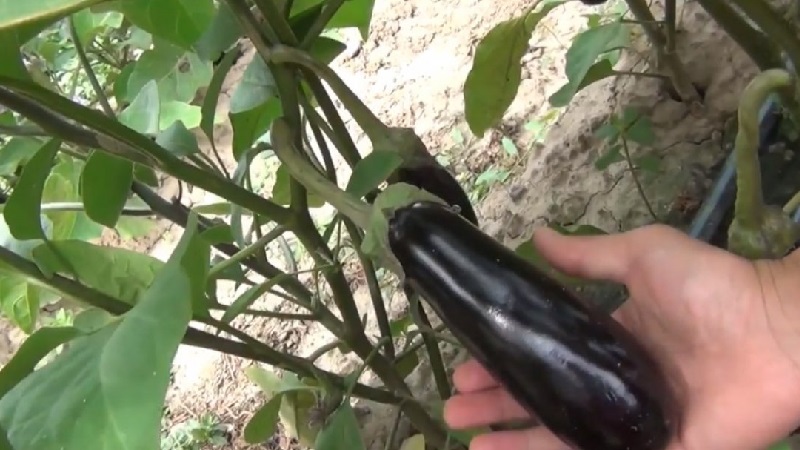 Un cadeau des éleveurs modernes - Aubergine Fabina F1 avec de gros fruits et des rendements impressionnants