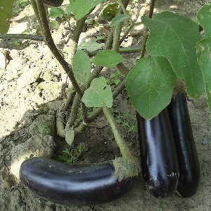 Un cadeau des éleveurs modernes - Aubergine Fabina F1 avec de gros fruits et des rendements impressionnants