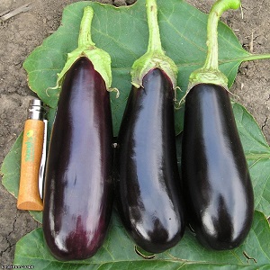 Un cadeau des éleveurs modernes - Aubergine Fabina F1 avec de gros fruits et des rendements impressionnants