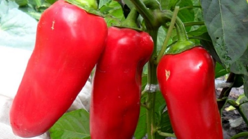 Une sélection des meilleures variétés de poivrons doux pour l'extérieur