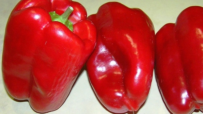 Une sélection des meilleures variétés de poivrons doux pour l'extérieur