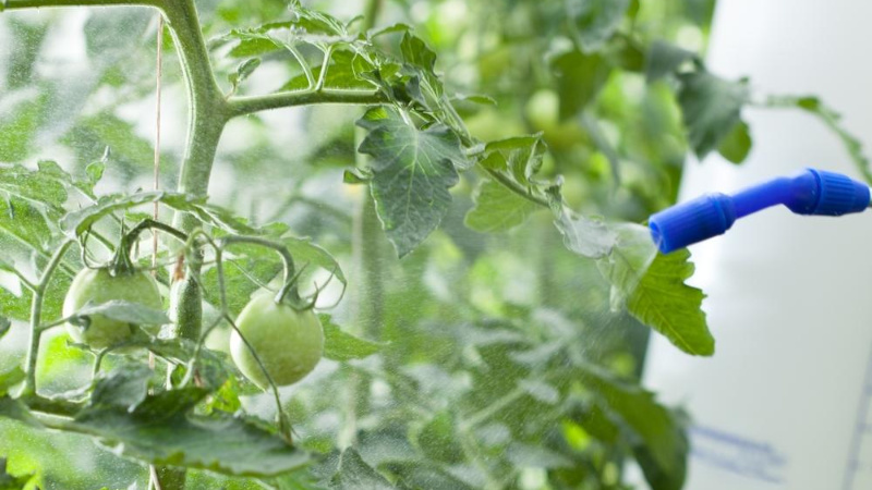 Fertiliser tomates et concombres avec du lactosérum: les bienfaits d'un produit laitier fermenté pour obtenir une récolte abondante