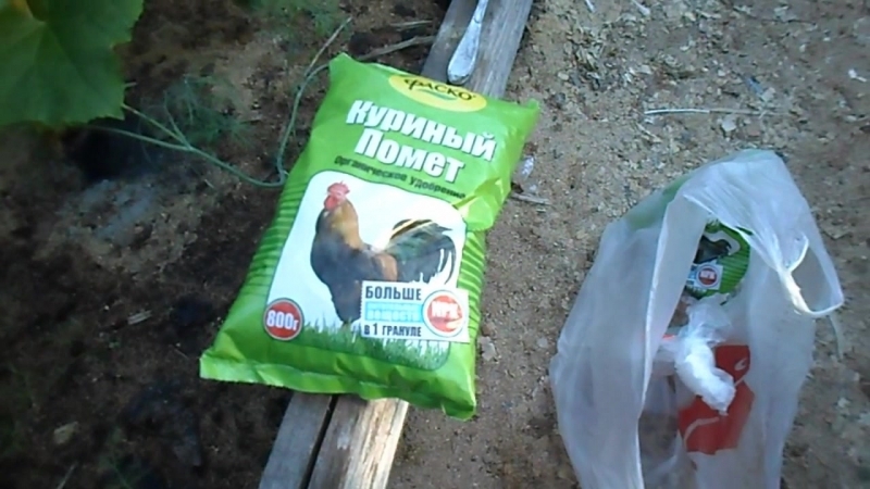 Fertiliser tomates et concombres avec du lactosérum: les bienfaits d'un produit laitier fermenté pour obtenir une récolte abondante