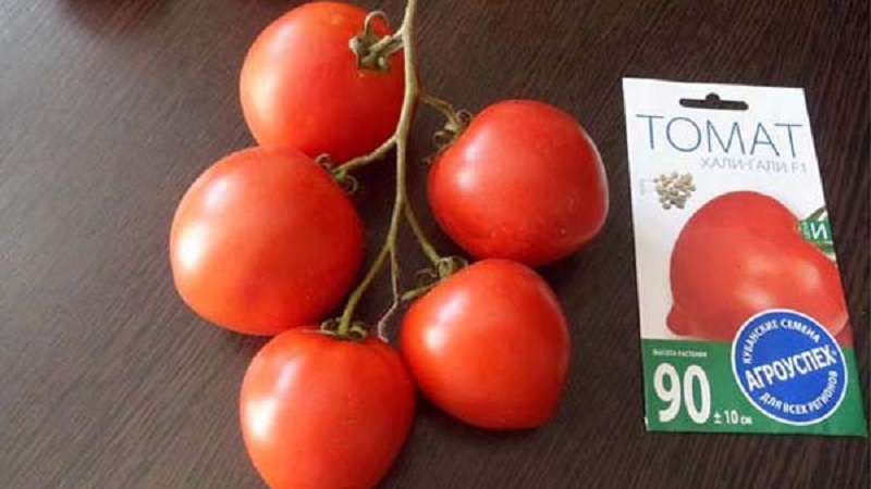Nous obtenons une récolte record avec une tomate Hali Gali: astuces de vie des jardiniers et règles de base pour prendre soin d'un hybride