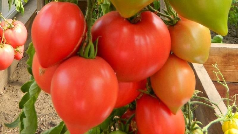 Nous obtenons une récolte record avec une tomate Hali Gali: astuces de vie des jardiniers et règles de base pour prendre soin d'un hybride