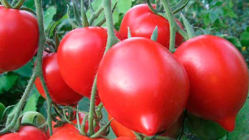 Nous obtenons une récolte record avec la tomate de Hali Gali: astuces de vie des jardiniers et règles de base pour prendre soin d'un hybride
