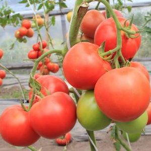 Que pouvez-vous retenir des tomates Masterpiece et comment obtenir une récolte décente