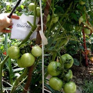 Que pouvez-vous retenir des tomates Masterpiece et comment obtenir une récolte décente