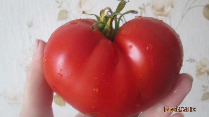 Que pouvez-vous retenir des tomates Masterpiece et comment obtenir une récolte décente