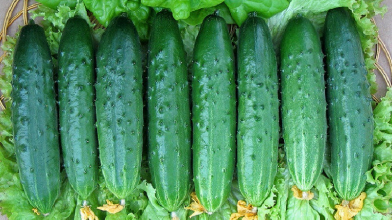 Le plus populaire parmi les concombres jardiniers Zozulya pour les serres et les terrains ouverts