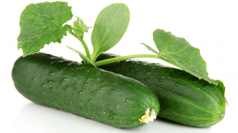 Le plus populaire parmi les concombres jardiniers Zozulya pour les serres et les terrains ouverts