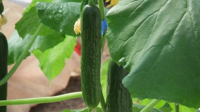 Le plus populaire parmi les concombres jardiniers Zozulya pour les serres et les terrains ouverts