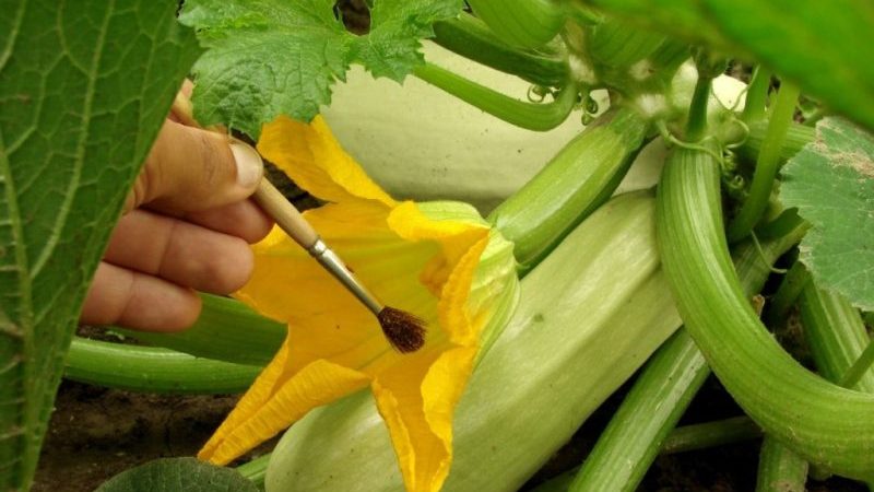 Technologie pas à pas pour faire pousser des courgettes en serre: nous suivons les règles et apprécions le résultat