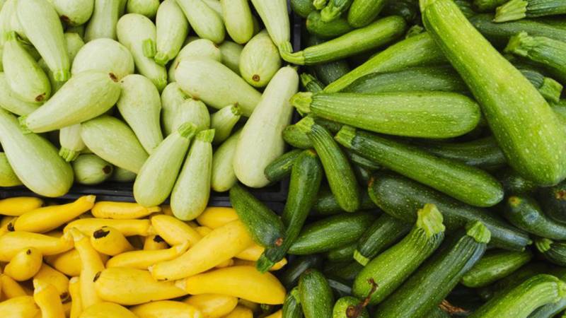 Technologie pas à pas pour faire pousser des courgettes en serre: nous suivons les règles et apprécions le résultat