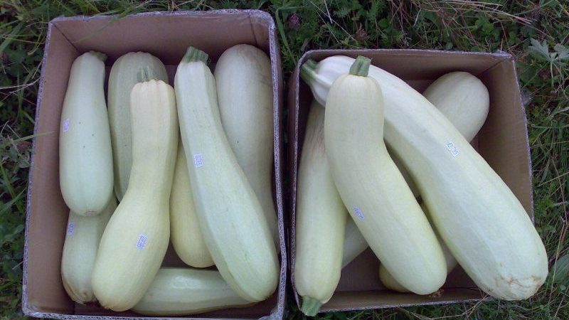 Technologie pas à pas pour faire pousser des courgettes en serre: nous suivons les règles et apprécions le résultat