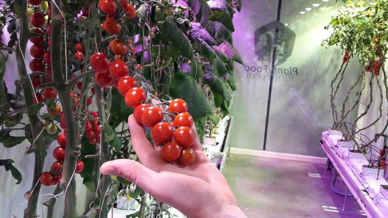 Un guide étape par étape pour cultiver des tomates cerises: suivez les règles et obtenez une bonne récolte