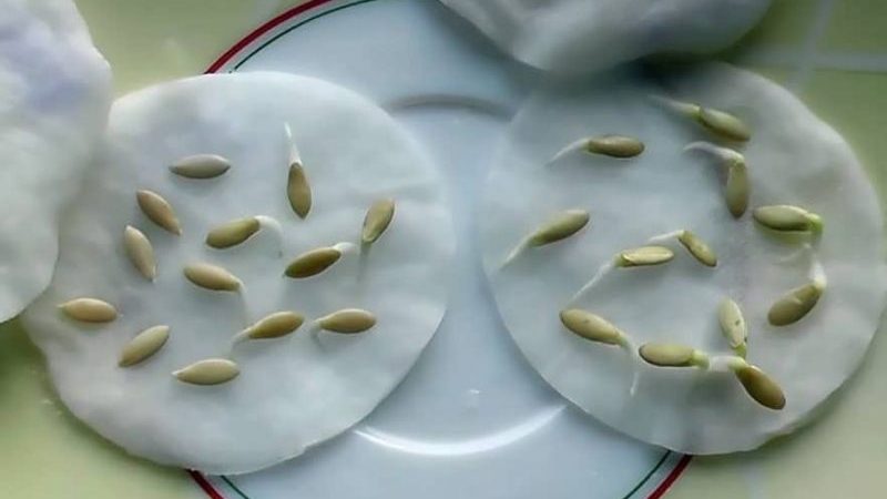 Comment préparer correctement les graines de concombre pour les semis en serre et en plein champ