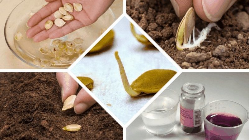 Comment préparer correctement les graines de concombre pour les semis en serre et en plein champ