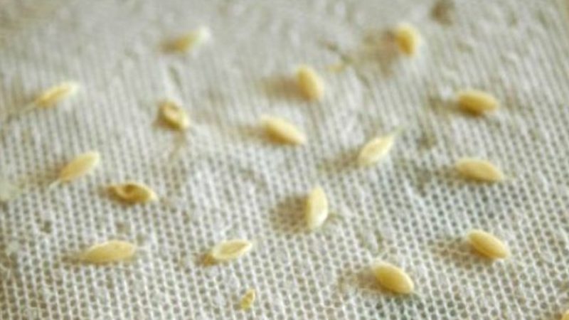 Comment préparer correctement les graines de concombre pour les semis en serre et en plein champ