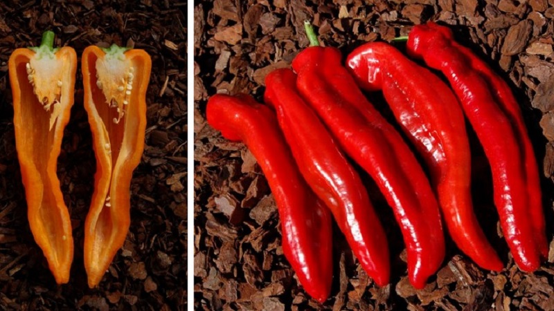 Le détenteur du record de la teneur en vitamines est le poivron Ramiro à l'aspect exotique