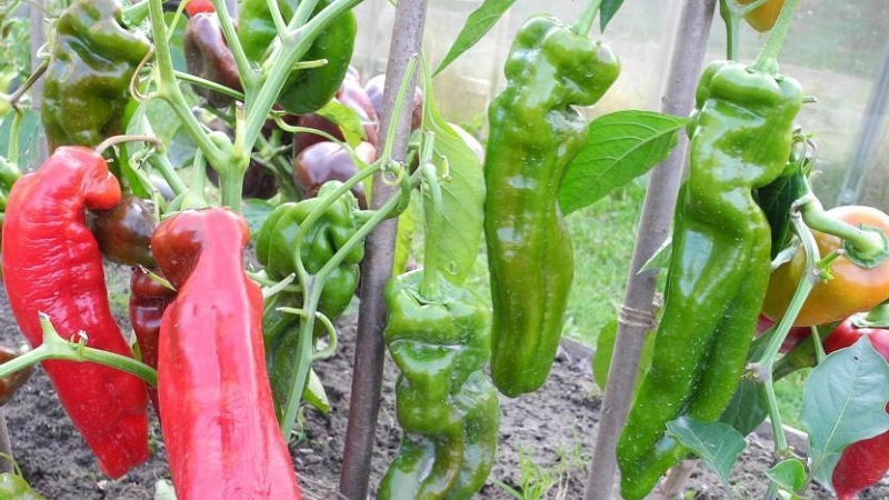 Le détenteur du record de la teneur en vitamines est le poivron Ramiro à l'aspect exotique