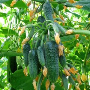 Le concombre qui a conquis le cœur de nombreux agriculteurs - Le f1 très parfait pour les serres et les champs ouverts
