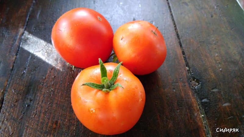 Persistante et peu capricieuse dans les soins, la tomate Sibiryak est idéale pour la culture dans les régions au climat rigoureux
