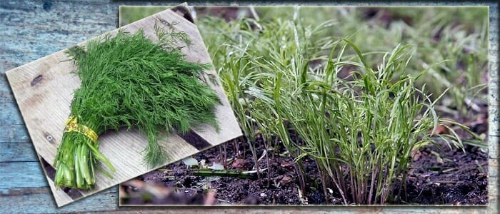 Combien d'aneth pousse en plein champ et comment accélérer le processus
