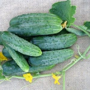 Populaire parmi les résidents d'été, la variété de concombre Phoenix avec un rendement élevé et un excellent goût