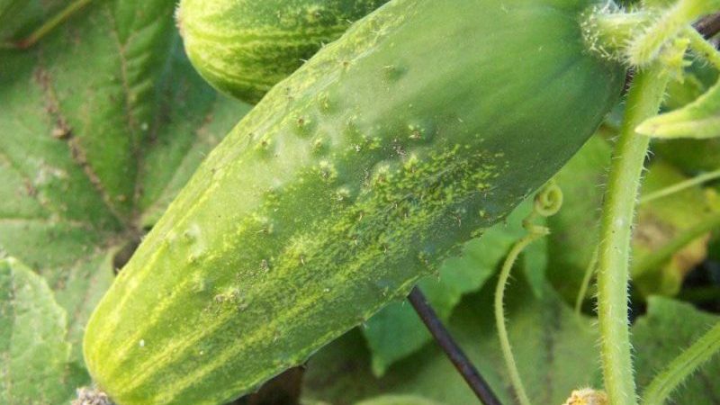 Populaire parmi les résidents d'été, la variété de concombre Phoenix avec un rendement élevé et un excellent goût