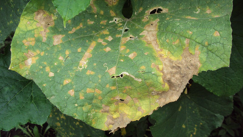 Variété de concombre Crane des sélectionneurs de Crimée pour la culture dans les climats chauds