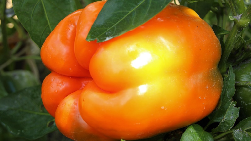 Variété de poivre Big Mom aux fruits juteux de couleur orange douce: nous cultivons facilement sur notre site