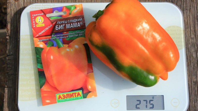Variété de poivre Big Mama aux fruits juteux d'orange douce: nous cultivons facilement sur notre site